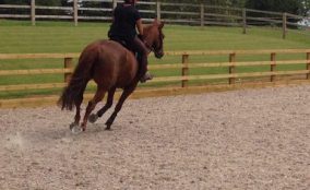 Horse and rider cantering inside outdoor riding arena